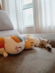 부동산 빅데이터, 부동산114 [부동산114] [오피스텔] 풍성위버폴리스 1동 월세 희망가격 10,000/130만원