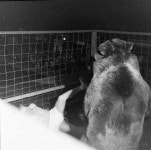 1분만에 끝난 권투 경기.