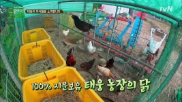 풀 뜯어먹는 소리 | 시청자 게시판 > 태웅농장 공개! 태웅이의 자식들을 소개해유~ #소 #닭 #염소 태웅농장 공개! 태웅이의 자식들을 소개해유~ #소... 