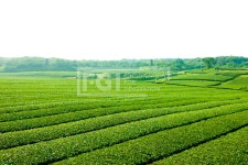 프리진 - 스톡 이미지, 사진, 일러스트, 벡터, 웹디자인. 이미지 사이트