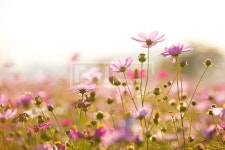 프리진 - 스톡 이미지, 사진, 일러스트, 벡터, 웹디자인. 이미지 사이트