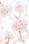 프리진 - 스톡 이미지, 사진, 일러스트, 벡터, 웹디자인. 이미지 사이트