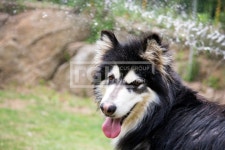 프리진 - 스톡 이미지, 사진, 일러스트, 벡터, 웹디자인. 이미지 사이트