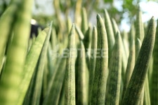 프리진 - 스톡 이미지, 사진, 일러스트, 벡터, 웹디자인. 이미지 사이트