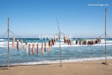 프리진 - 스톡 이미지, 사진, 일러스트, 벡터, 웹디자인. 이미지 사이트