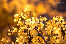 프리진 - 스톡 이미지, 사진, 일러스트, 벡터, 웹디자인. 이미지 사이트