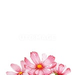 프리진 - 스톡 이미지, 사진, 일러스트, 벡터, 웹디자인. 이미지 사이트