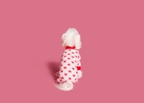 [POOCH 푸츠] Heart all-in-one [W CONCEPT]