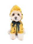 [POOCH푸츠]Yogurt jumper dot - yellow  [W CONCEPT]