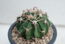 광자능파 선인장