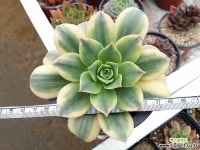 스타이스트 다육식물