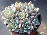 입전 자연군생 G1353 다육식물