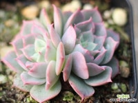 골드라이트 자연군생 G4090 다육식물