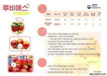 신품종 루비에스 No.2♥미니사과♥당도높은 왜성 사과나무♥화분째 배송♥미니 사과 애기사과 과실열매류