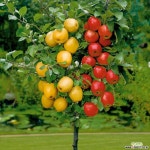 칵테일 애플트리♥자가수정 외목수형♥시나노골드&썸머프린스♥한나무에 두품종 열매열려요 과실열매류