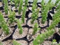 미니장군(소) 천원상품