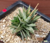 소천구금 자구많아요_74 다육금