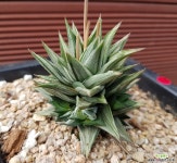 소천구금 자구많아요_74 다육금