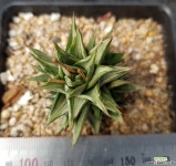 소천구금 자구많아요_74 다육금