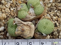 코노피튬 8108-1008 코노피튬