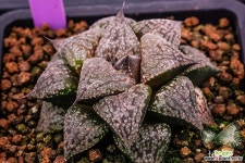 슈퍼화이트 JY-1 실생(Super White JY-1 實生)-7-13-No.3116 하월시아