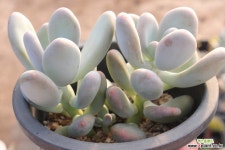 달마미인 149 다육식물