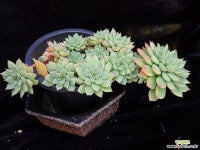 세데베리아 345 자연군생한몸 다육식물