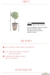 바질트리/공기정화식물/인테리어/반려식물 공기정화식물