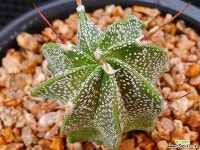 난봉옥 901-4 다육식물