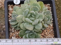 히아리나스페셜금 8309-1458 다육금