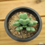 축전 0904-09 코노피튬