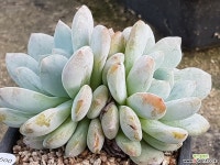오렌지먼로 8409-1500 다육식물