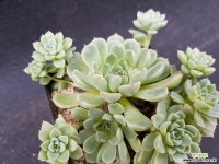 멕시코원종미니마0904-21 다육식물