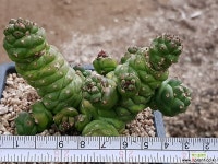 리치아이금 8109-1551 다육금