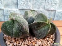 난봉옥희귀종(삼각2+5각1한몸)실생 선인장