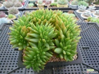 엘크혼철화(금 나오는 품종)9-451 다육철화