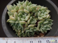 산체스마요라떼 31 다육식물