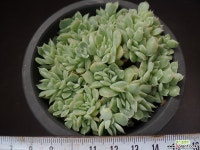 산체스마요라떼 32 다육식물