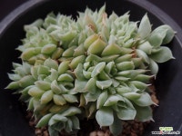 산체스마요라떼 35 다육식물