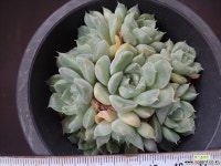 산체스마요라떼 36 다육식물