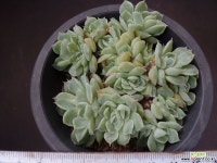 산체스마요라떼 37 다육식물