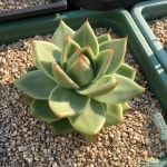 스프레드마리아 다육식물