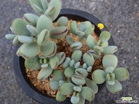 방울복랑_y65 다육식물