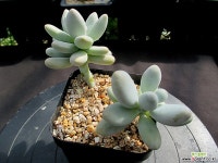 신미인 제니핑크 9-007 다육식물