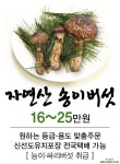 자연산 송이버섯1kg♥등급별 판매♥신선도 유지 포장 전국택배 특용나무