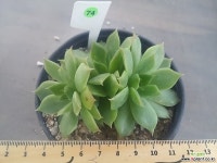 엘리자베스 74 다육식물