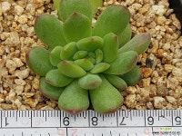 아로사철화 8309-1562 다육철화