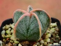 난봉옥 금_y92 다육금