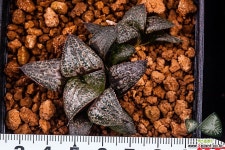 금정 왼쪽1개(splendens IMAI(今井)-10) left-07-28-No.4694 하월시아