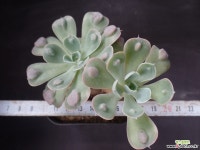 레인드랍(목대) 34 다육식물